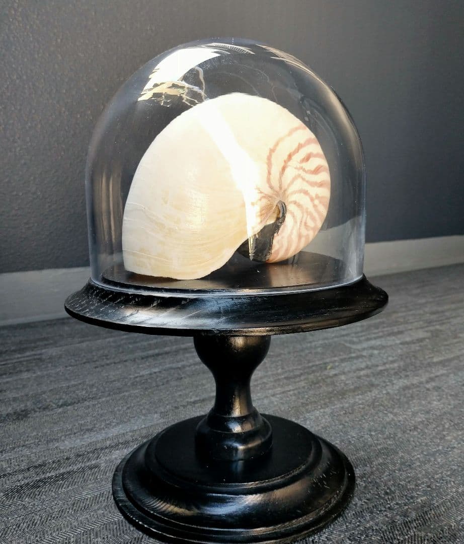 ガラスドーム オーム貝