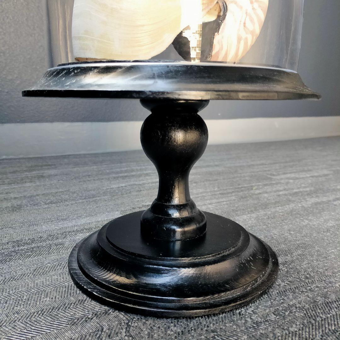 ガラスドーム オーム貝