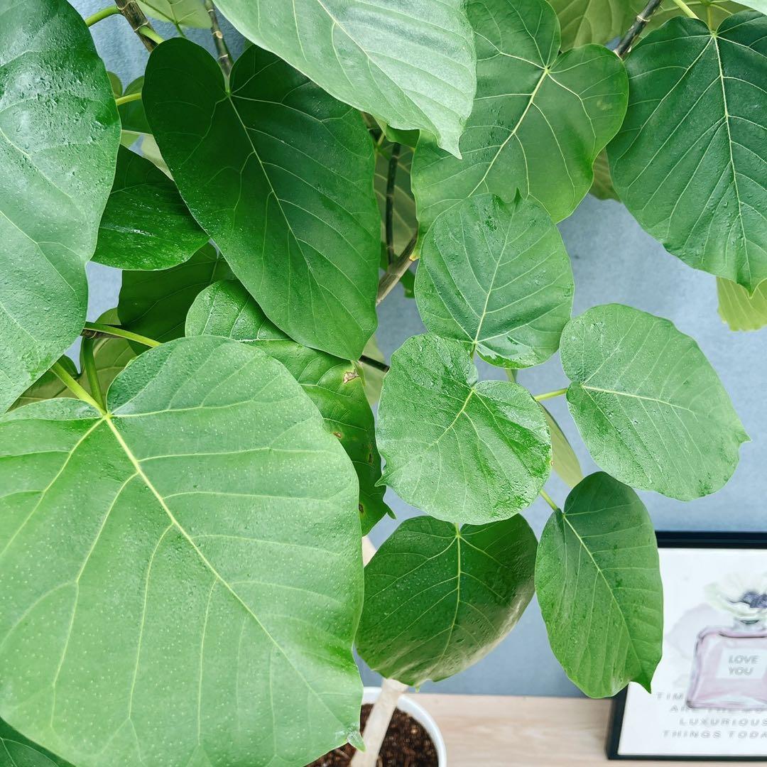 ［現品］※売約済※ 店舗　33番　フィカス　ウンベラータ　8号　観葉植物　室内