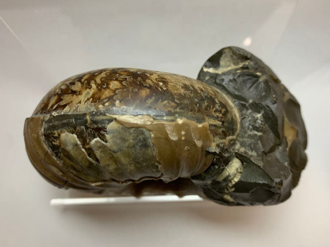 北海道産　ユーパキディスカス　アンモナイト　化石