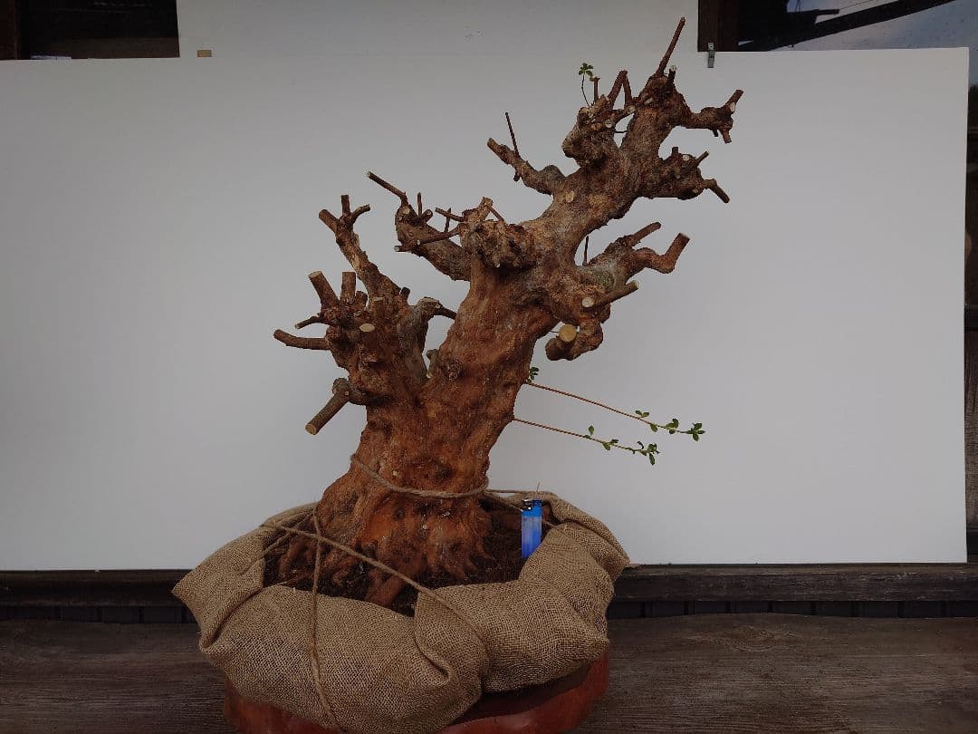 ミ*ナ様 盆栽　皐月(栄冠)　幹回り60cm　樹高64cm