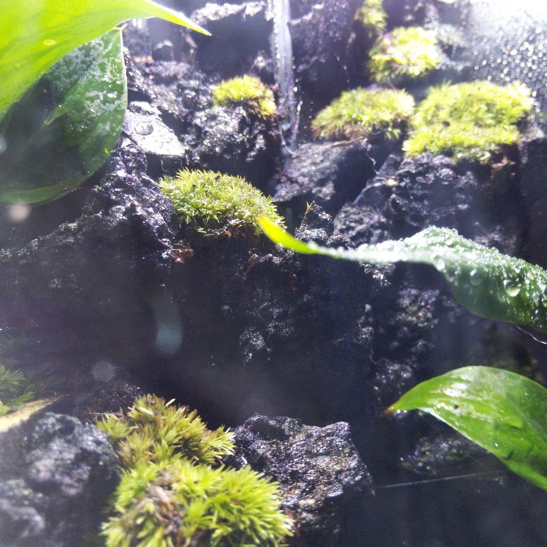 【受注生産】滝の流れるアクアテラリウム　テラリウム　苔　イモリウム