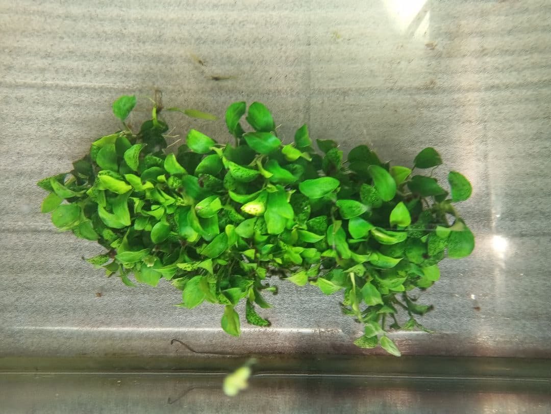 大株　アヌビアスナナ・ミニ　流木活着