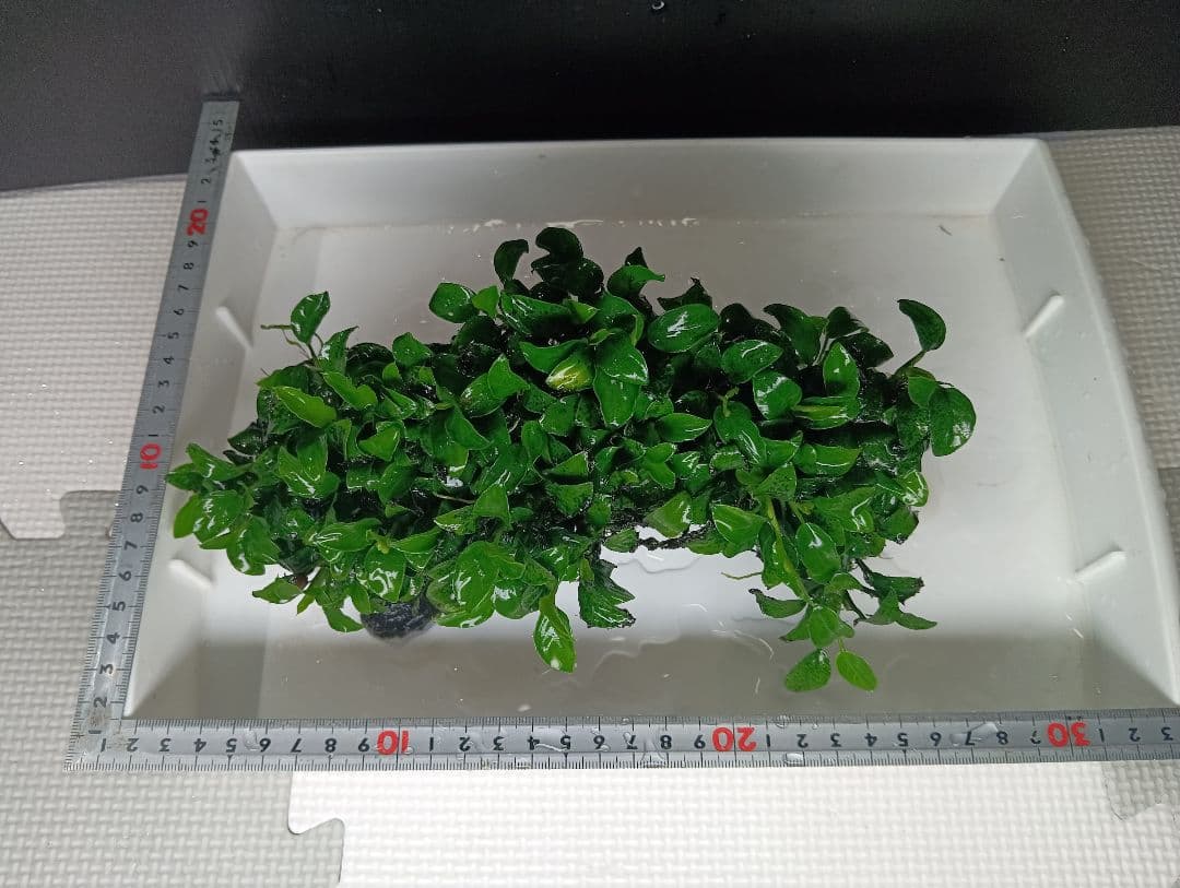 大株　アヌビアスナナ・ミニ　流木活着