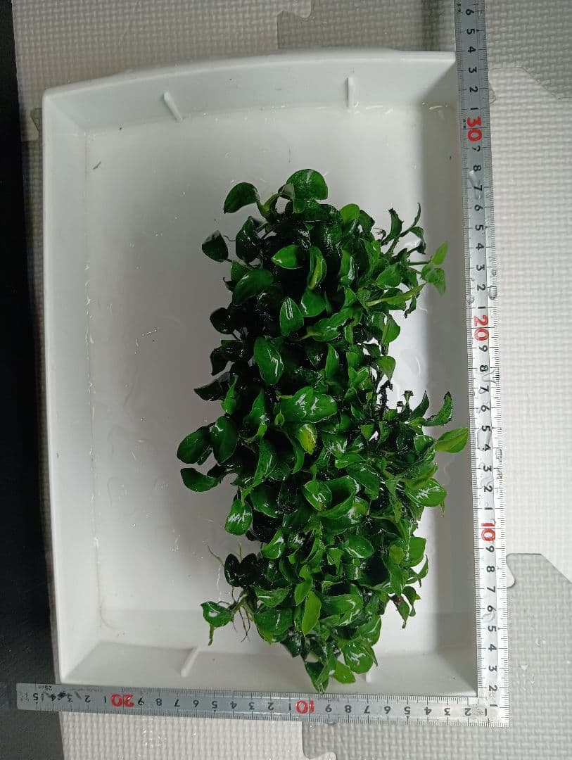 大株　アヌビアスナナ・ミニ　流木活着