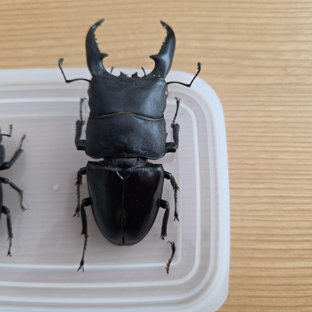 パラワンオオヒラタペア 標本 97mm・51mm