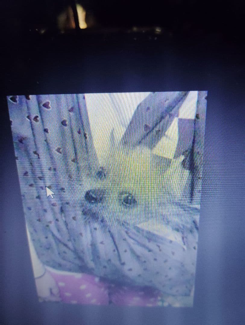 フリル付き白い服のチワワ