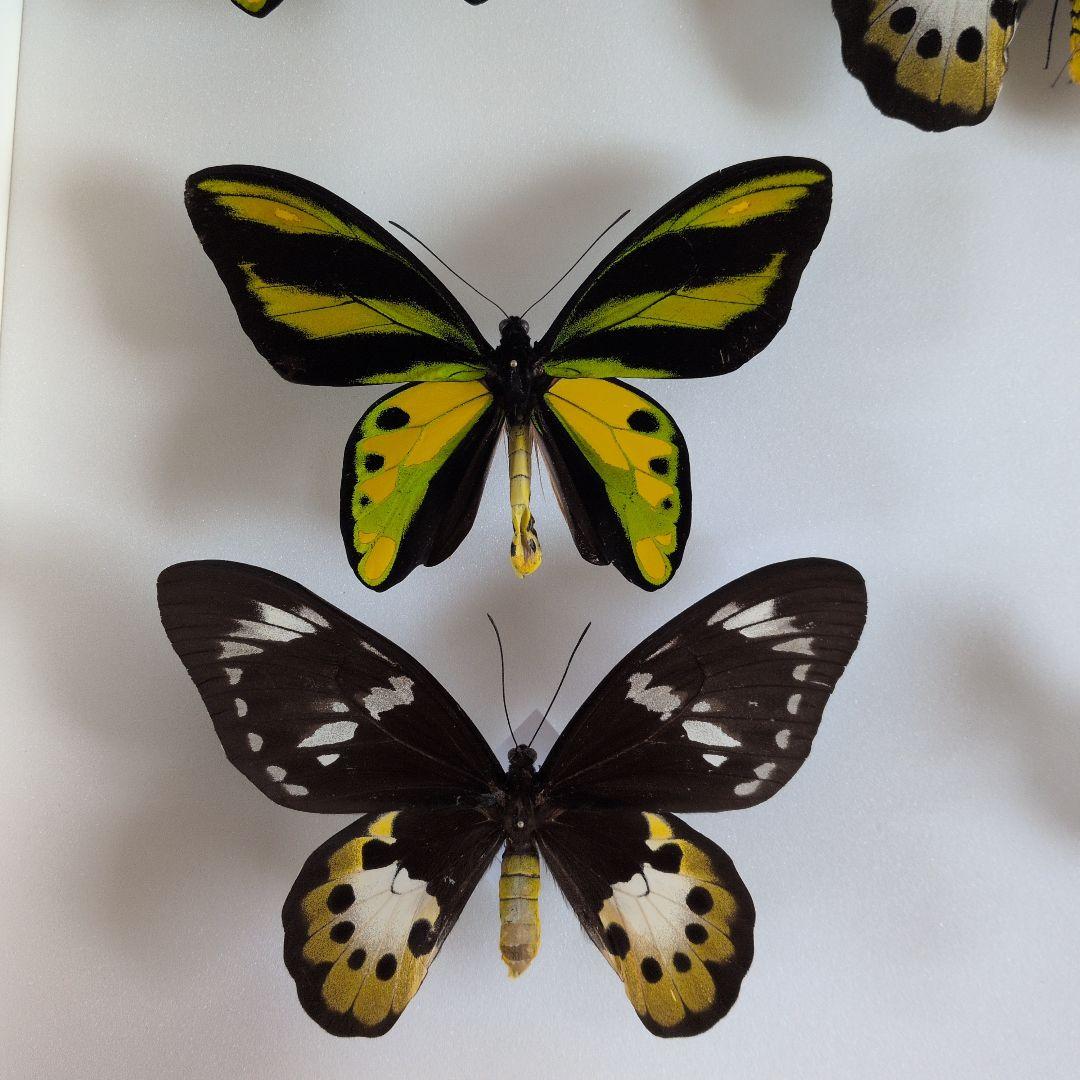 専用　チトヌストリバネアゲハ　ペア