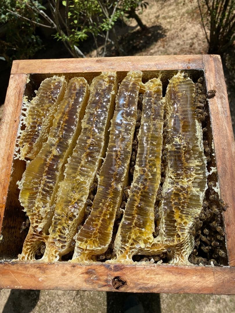 ドルガ 日本ミツバチ 非加熱 生はちみつ ジェラート風2瓶 とろとろ1瓶