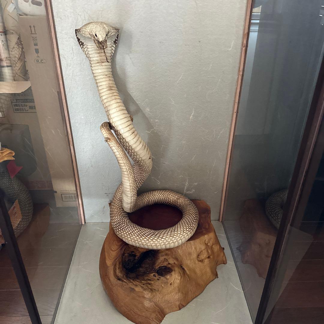コブラの剥製 木製台座付き