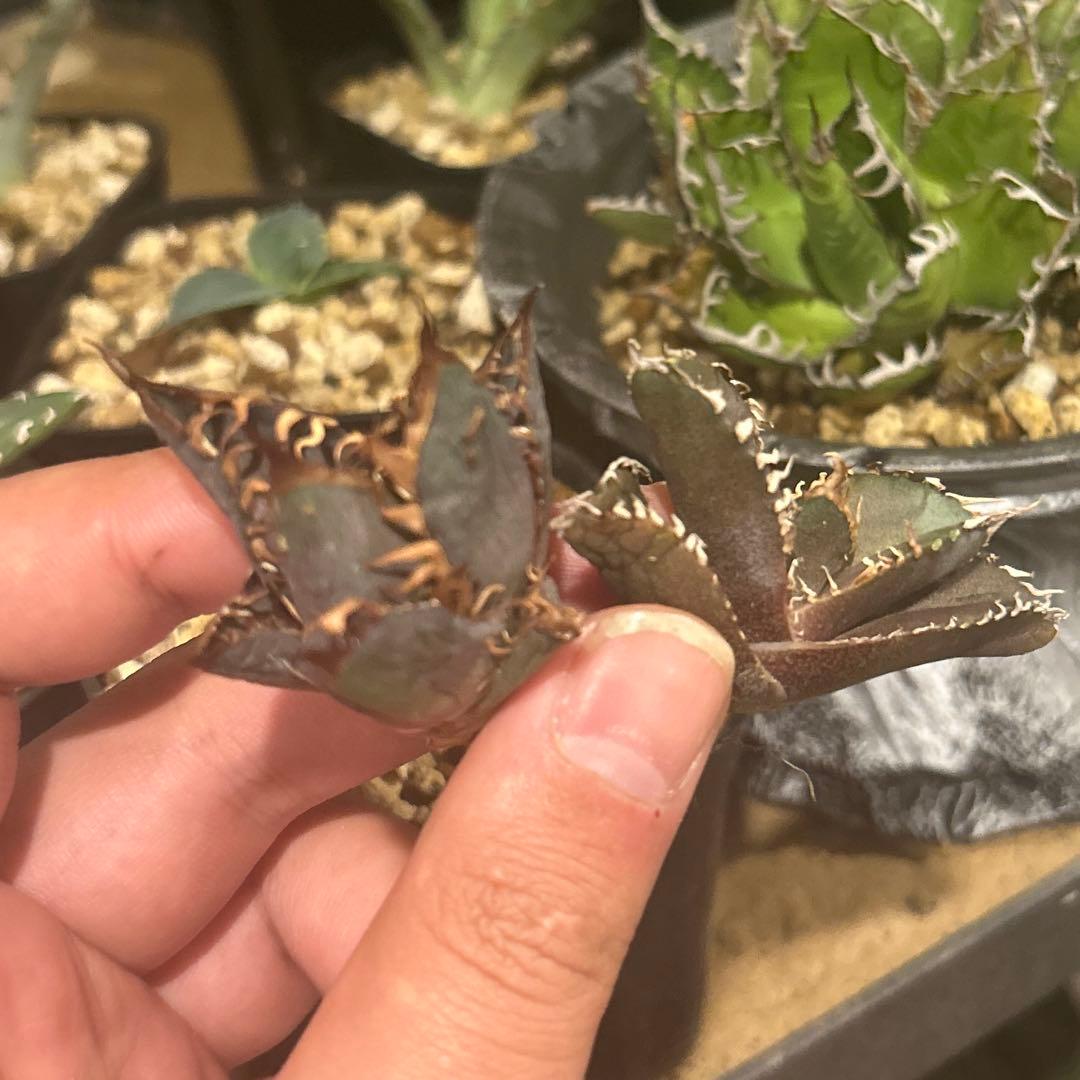 シャムロック　その他購入者キャンセル