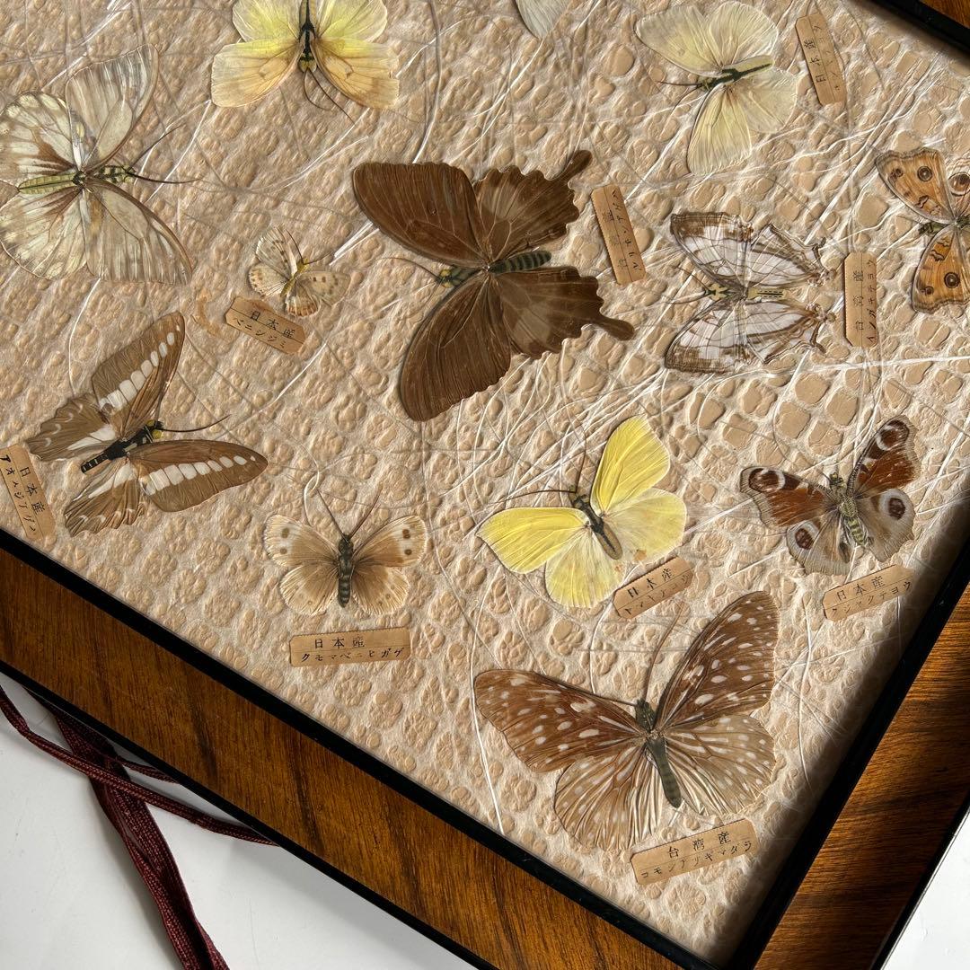 蝶の標本 蝶標本コレクション　18種　日本産　台湾産　木製フレーム付き