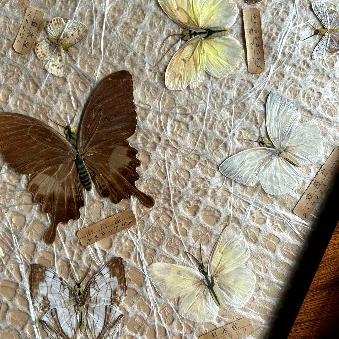 蝶の標本 蝶標本コレクション　18種　日本産　台湾産　木製フレーム付き