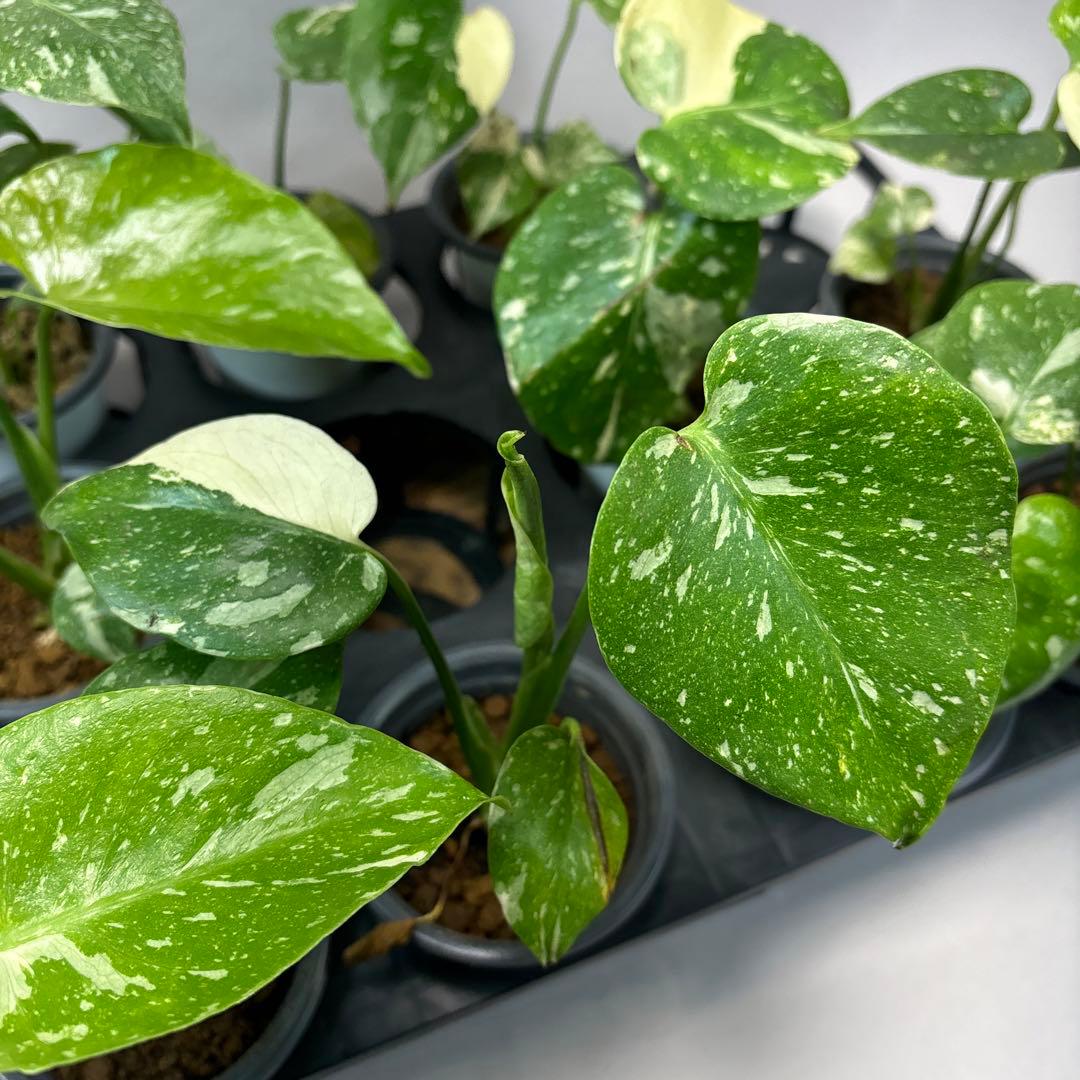 サ*イ様 10株セットms55【特別選抜】モンステラ・タイコンステレーション 斑