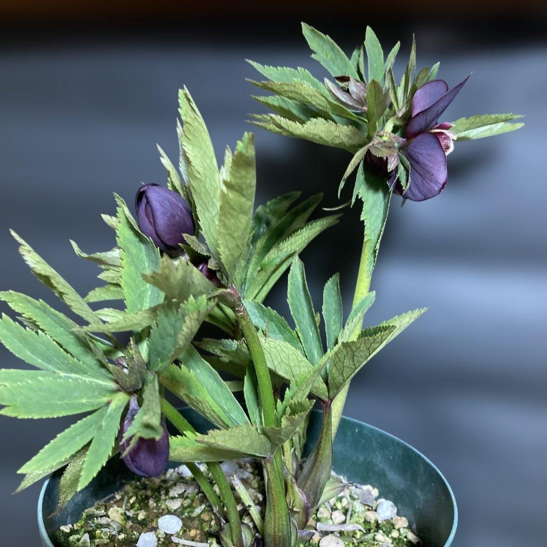 まいさん専用３点おまとめ 分割 クリスマスローズ若泉ファーム雅