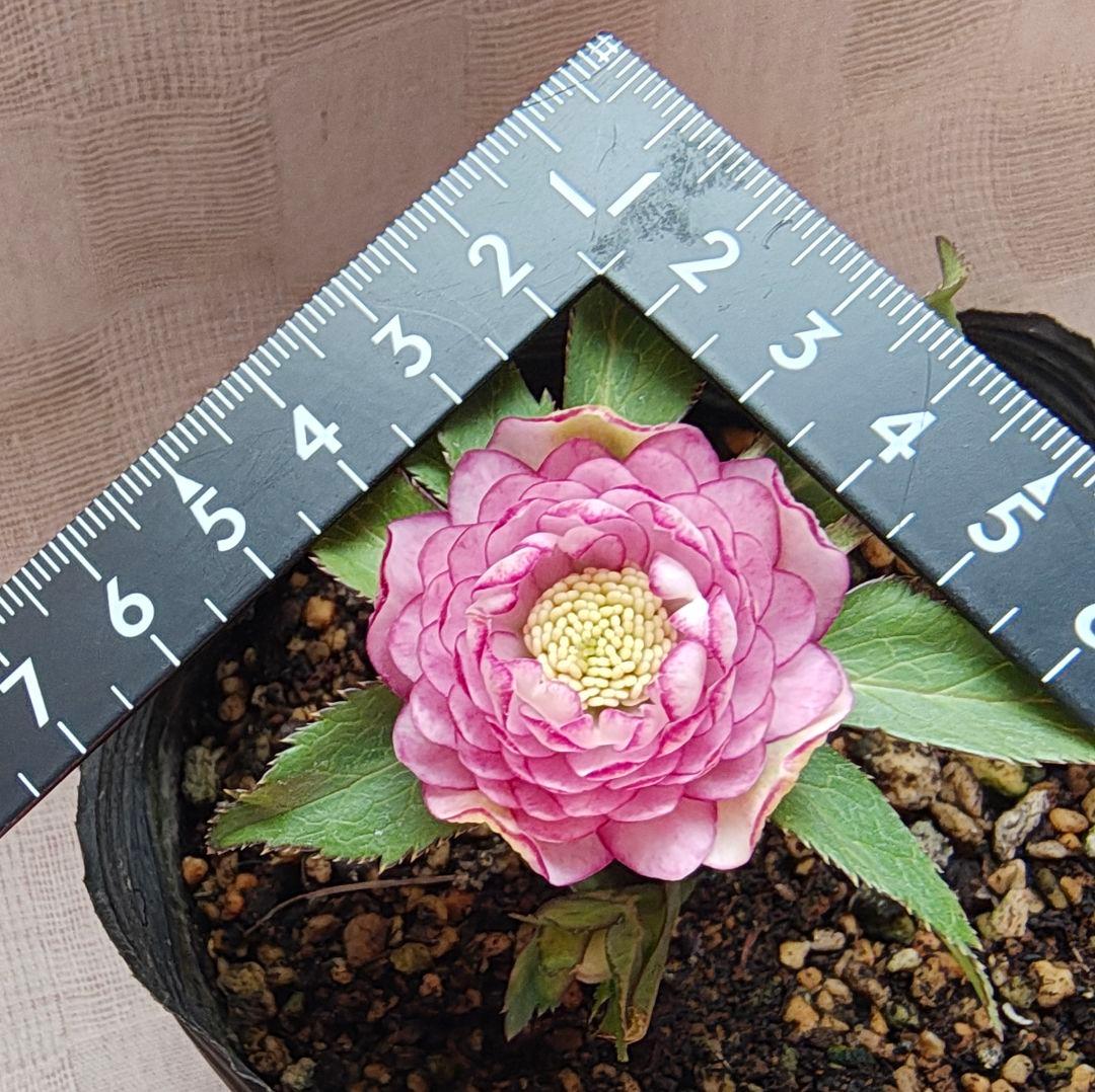 希少！認定ピンクアフロディーテ多弁小輪系 ブラッシュピコティ ペールピンク