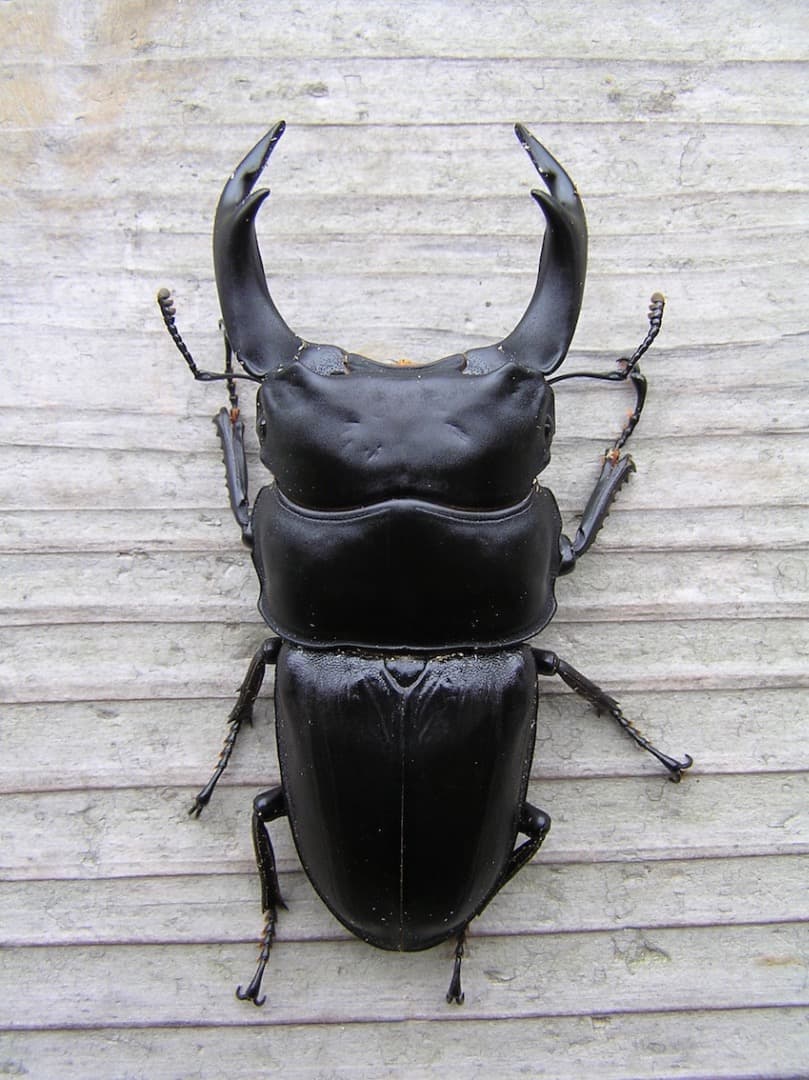 大型・美形クワガタ飼育用　菌糸瓶　1100ml　30本セット（菌糸ビン）