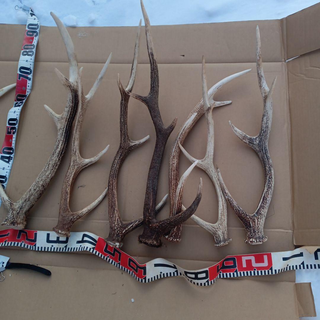 ク*ト様 蝦夷鹿の角 犬用おもちゃ、工芸品などに ５番