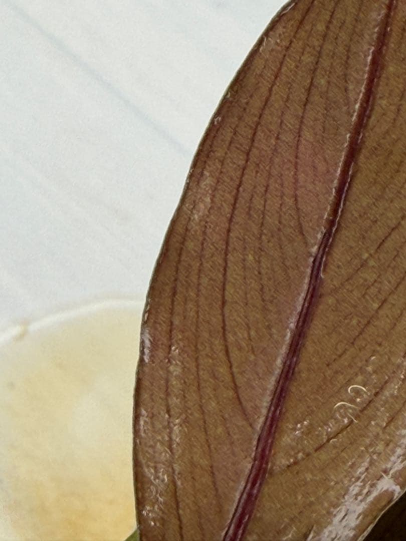 n*a様 ⭐︎ブセファランドラ モトレィアーナ黒青絶品個体②パダワン　根伏せから