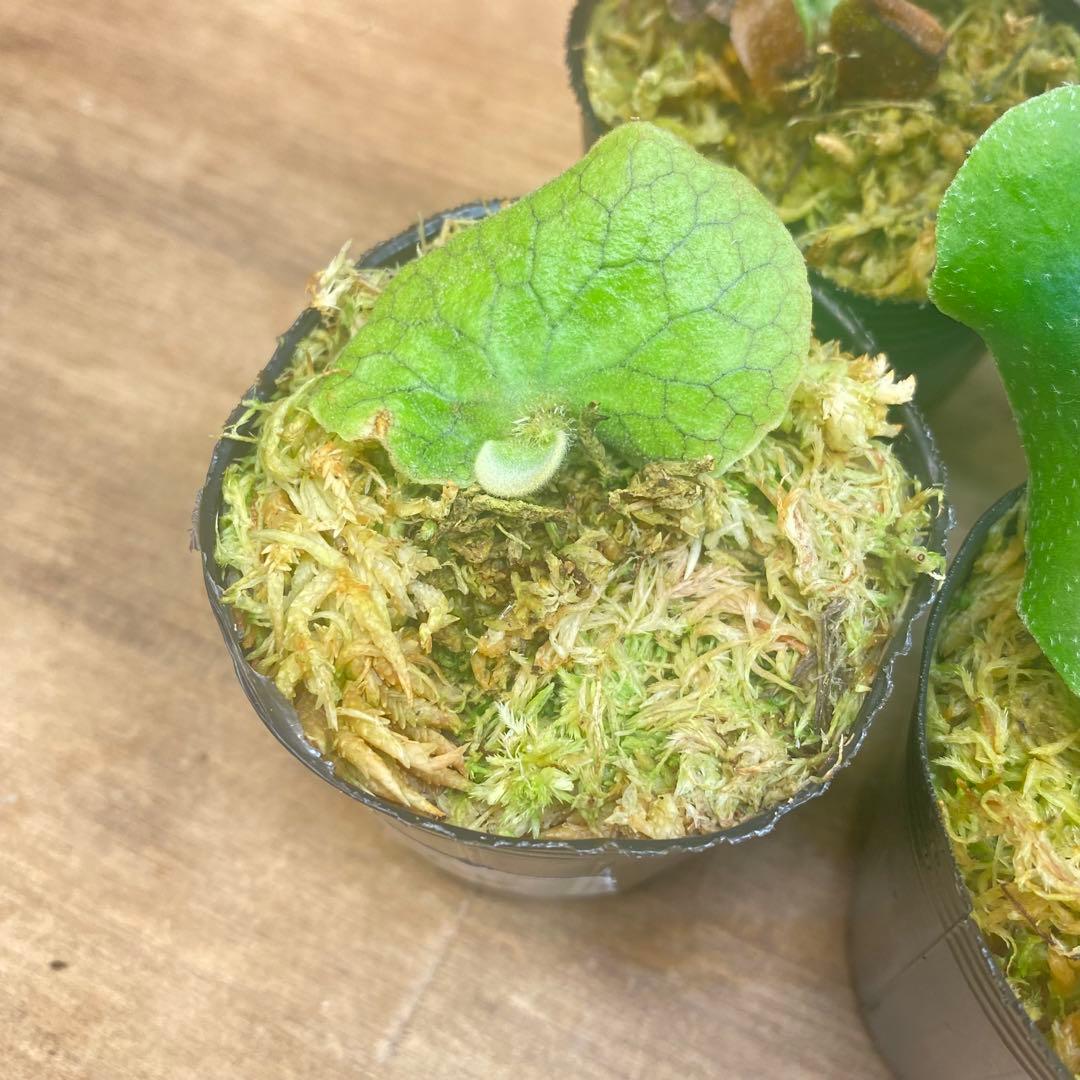 ノアル様　リクエスト