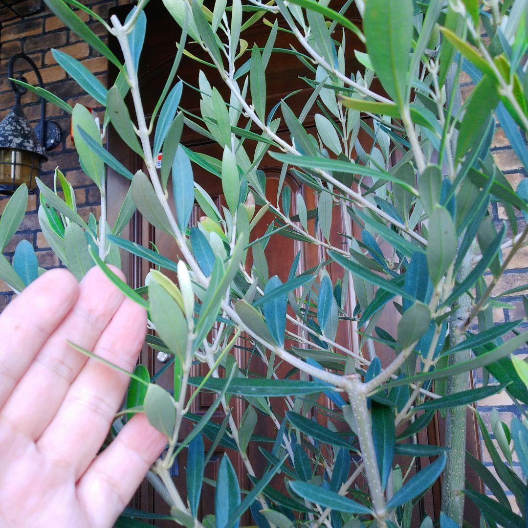 オリーブの木 シプレッシーノ 150cm❗ 整った樹形 大型9号 植え替え済