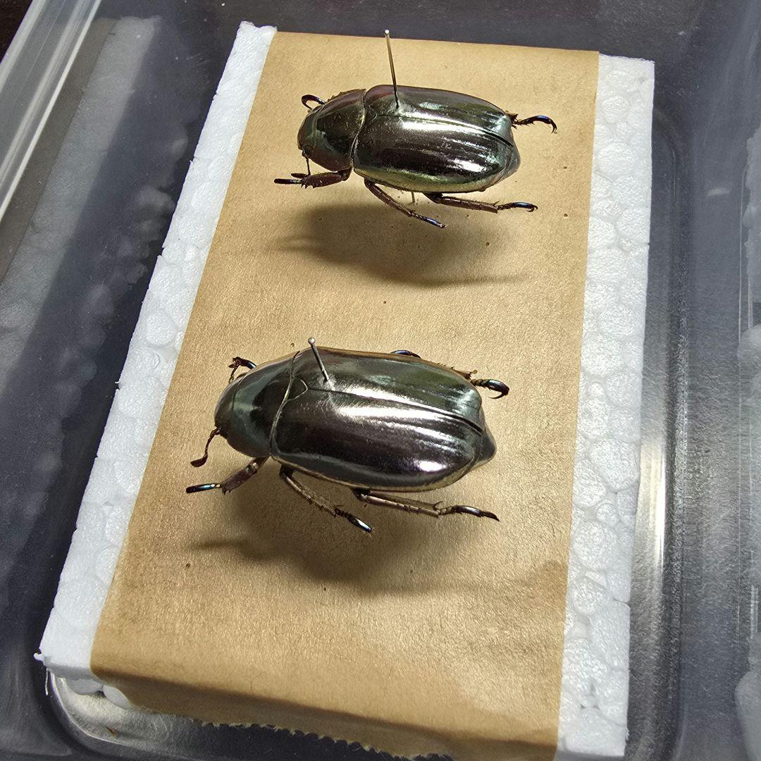 プラチナコガネ標本２頭セット