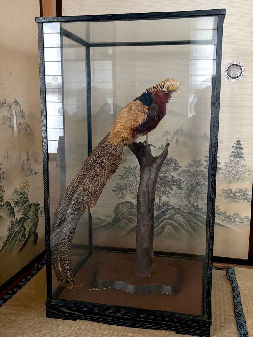 金鶏鳥剥製　錦鶏鳥　ガラスケース入り　置物