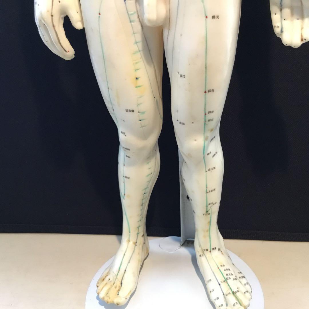 鍼灸経穴人体模型　コンプリート　中国鍼灸男性人体模型　耳　足　手