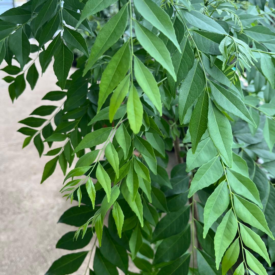 カレーリーフ 高さ約150cm カレーの木 8号