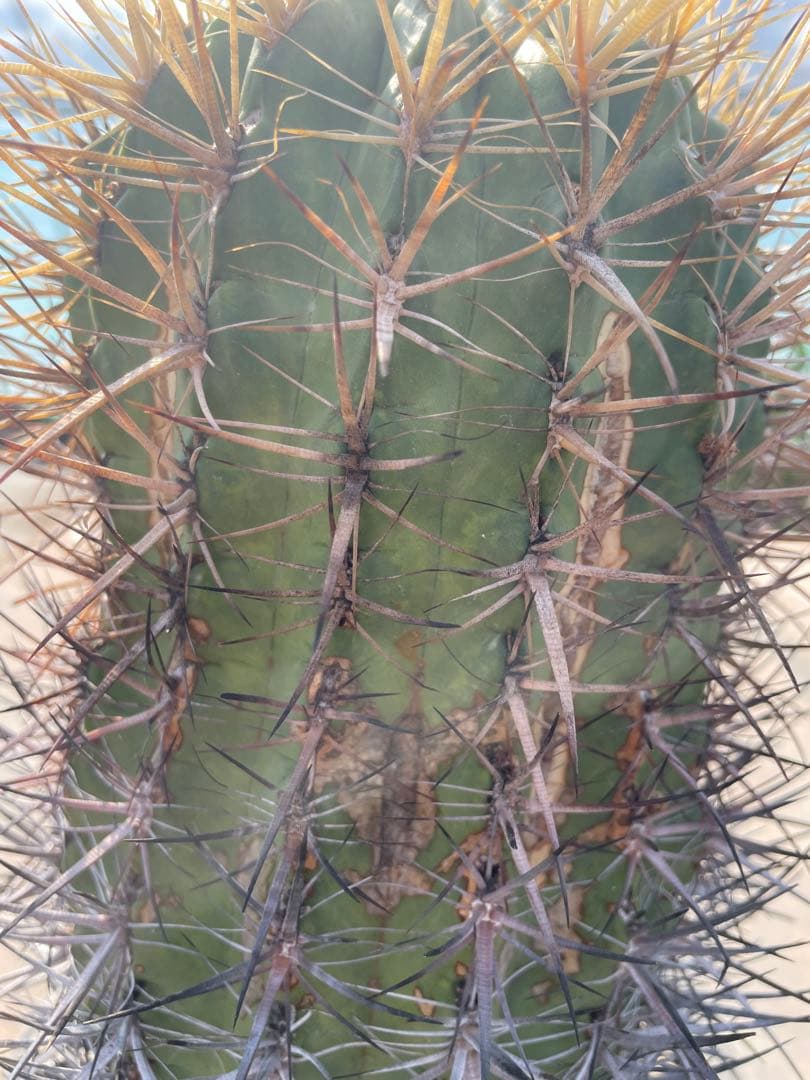 サボテン フェロカクタス 黄金冠 古株 巨大