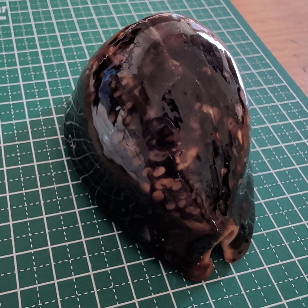 ハチジョウダカラ　５