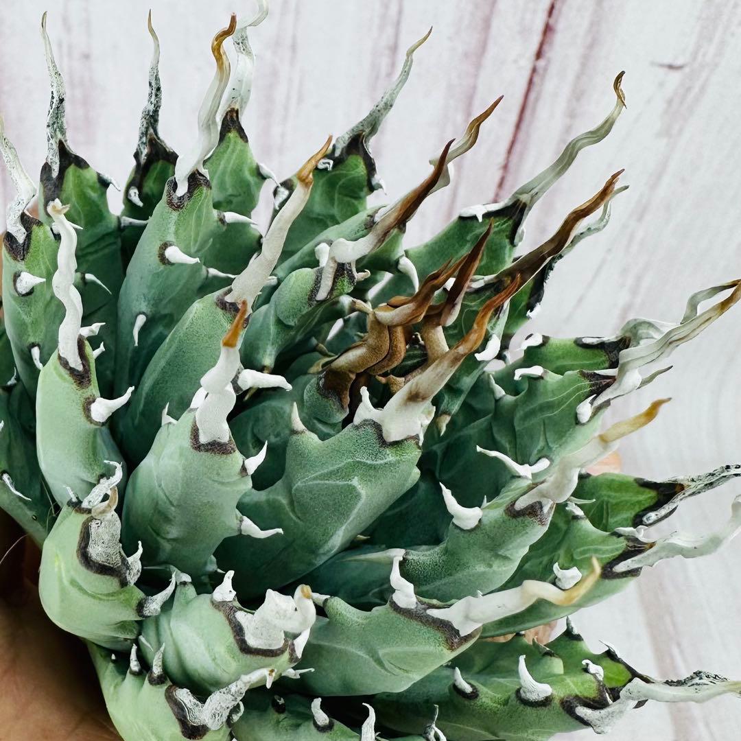 70 アガベ　ユタエンシス　エボリスピナ 陽炎 肉厚 太葉