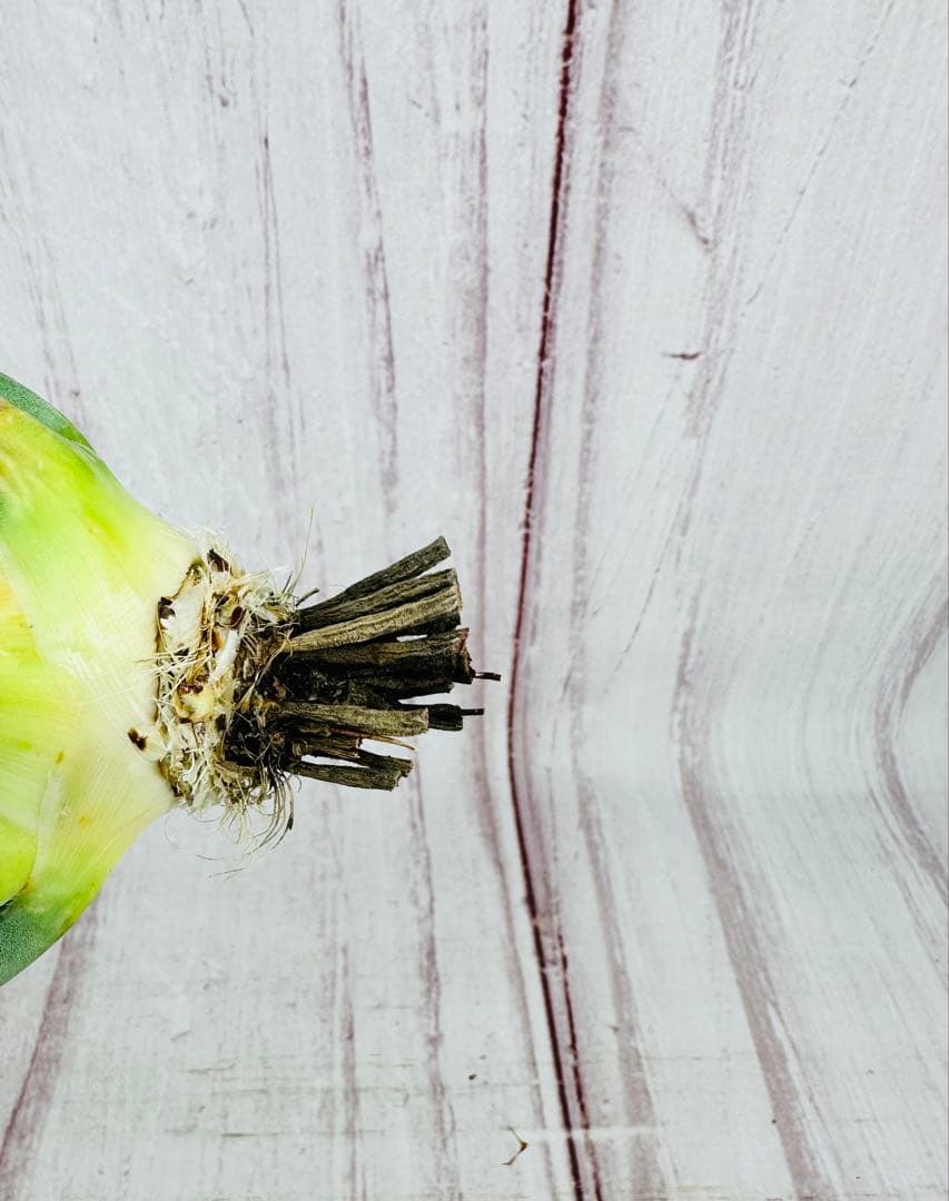 70 アガベ　ユタエンシス　エボリスピナ 陽炎 肉厚 太葉