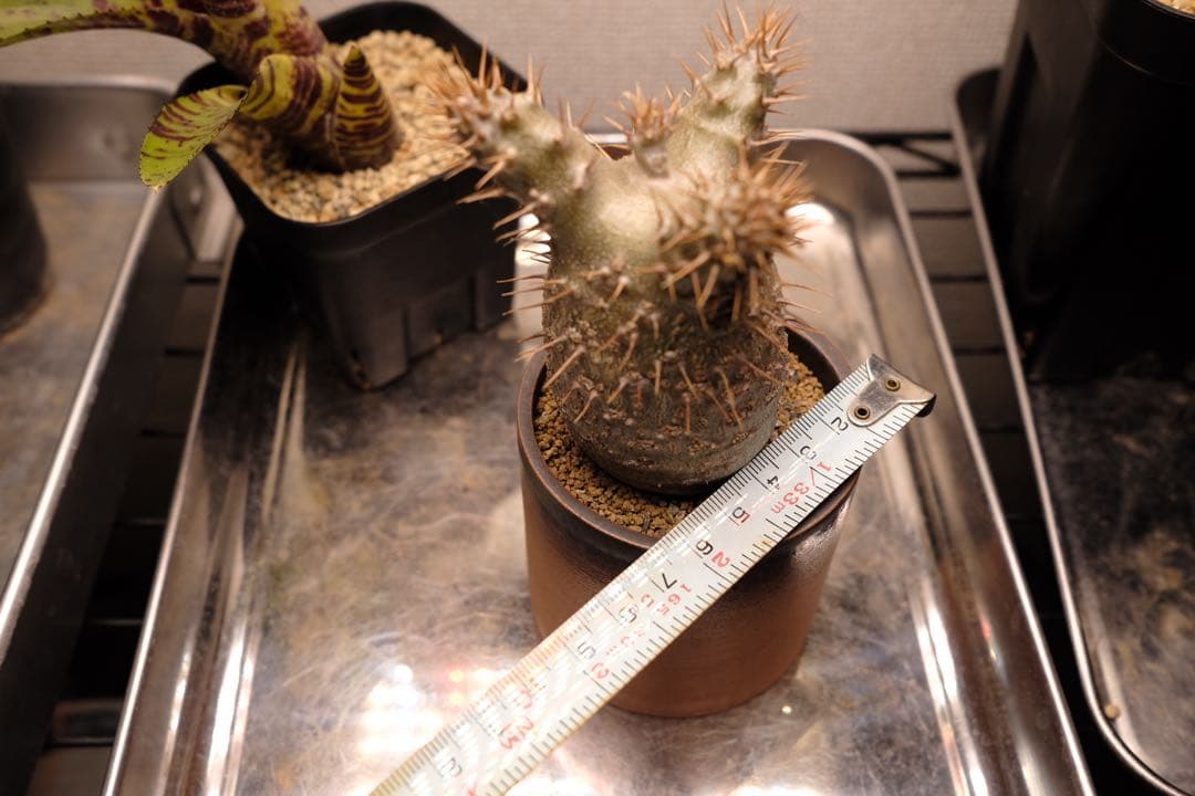 実生グラキリス　現在しっかり眠ってます