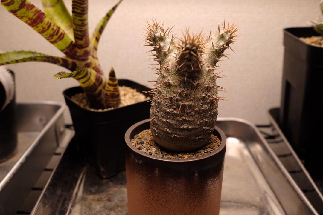 実生グラキリス　現在しっかり眠ってます