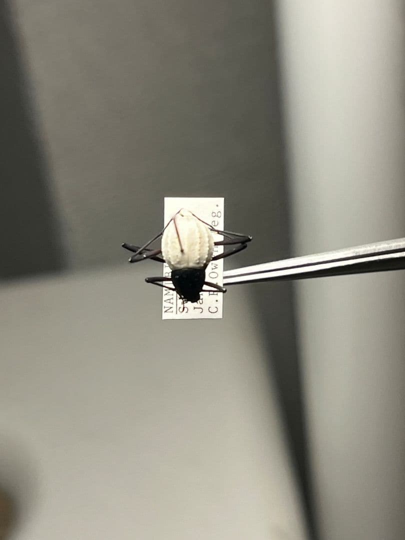 【純白】マッシロキリアツメ キリアツメ 昆虫標本 ゴミムシダマシ コブハムシ