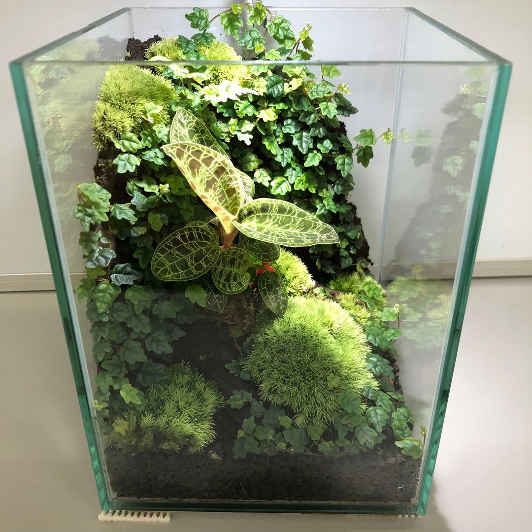 パルダリウム水槽セット/完成品/テラリウム/苔リウム/苔テラリウム
