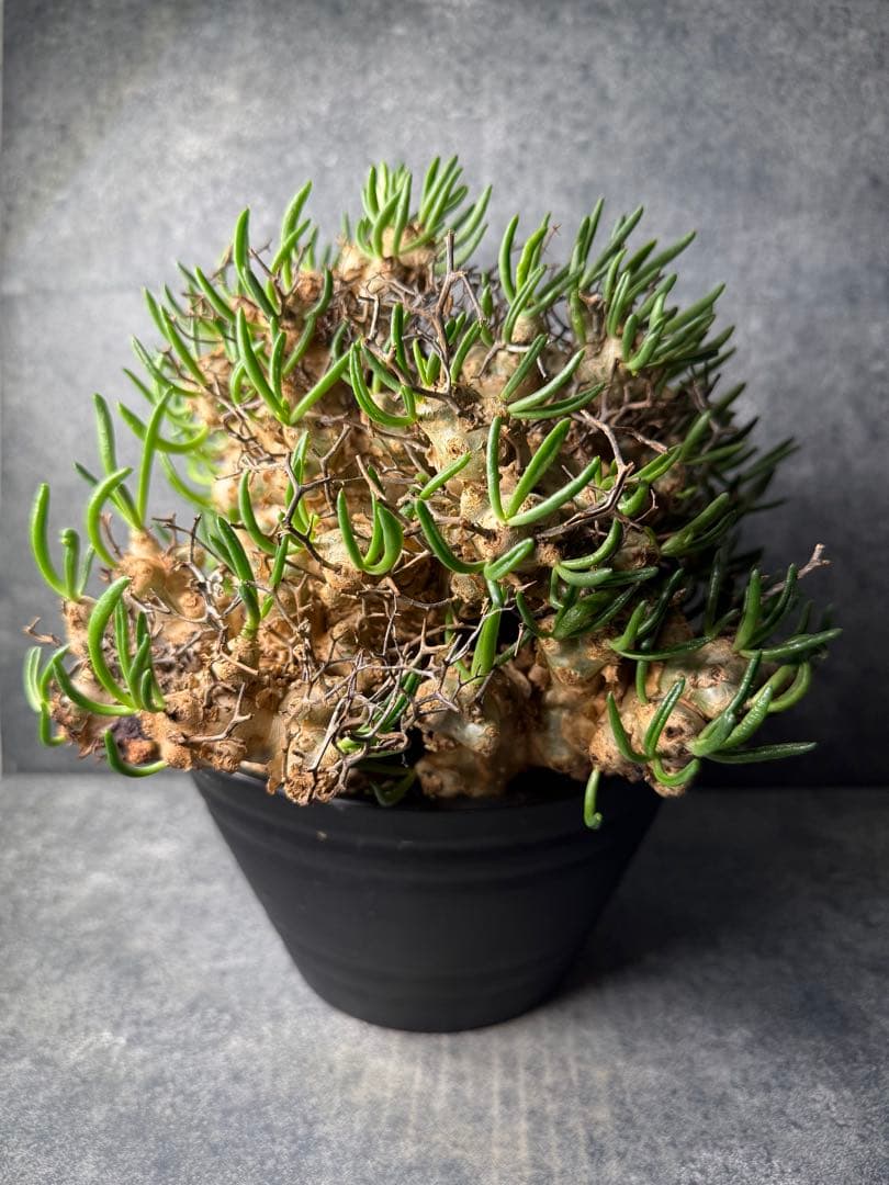 チレコドン　レティキュラータス　万物想　現地球　発根済み　大株　現16