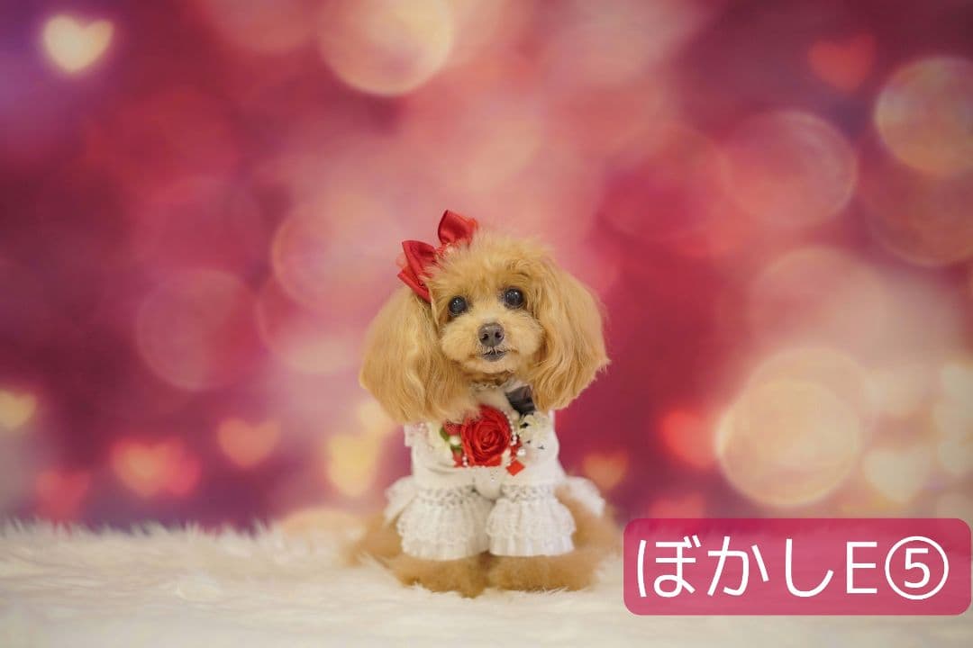 背景布　【　ハートG　】　サンプル　バレンタイン、ニューボーンなど♪