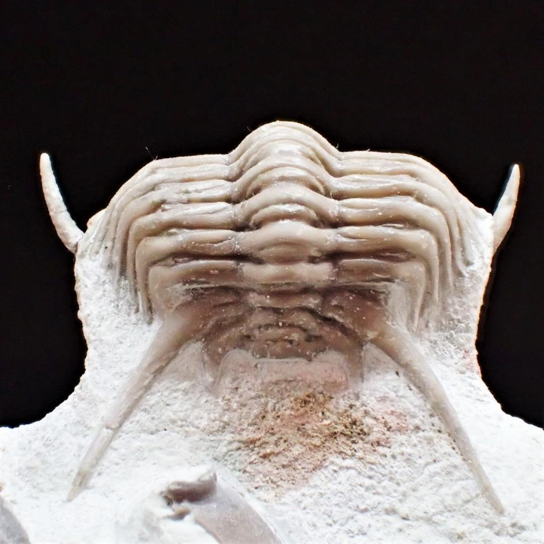 三葉虫の化石 美麗 キルトメトプス 本物保証