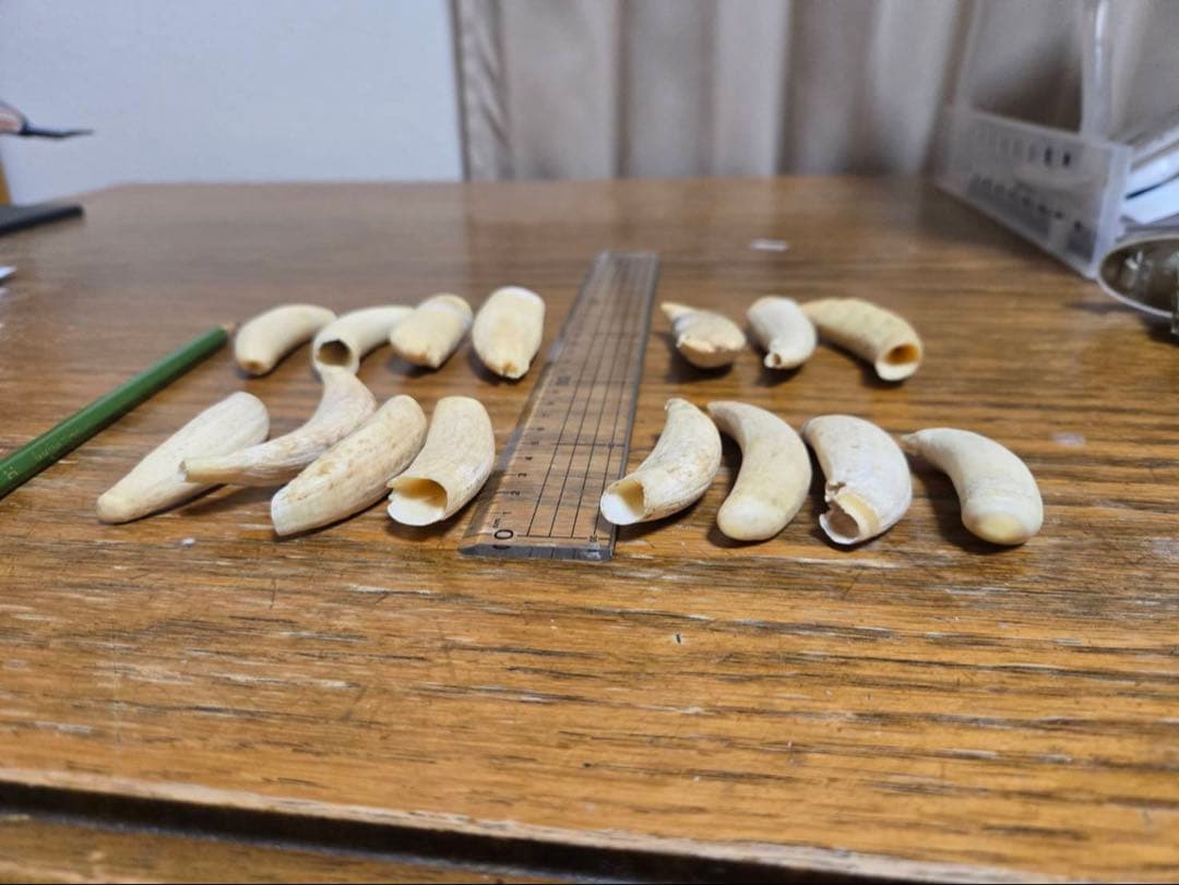 マッコウクジラの歯 アクセサリー素材 15個セット