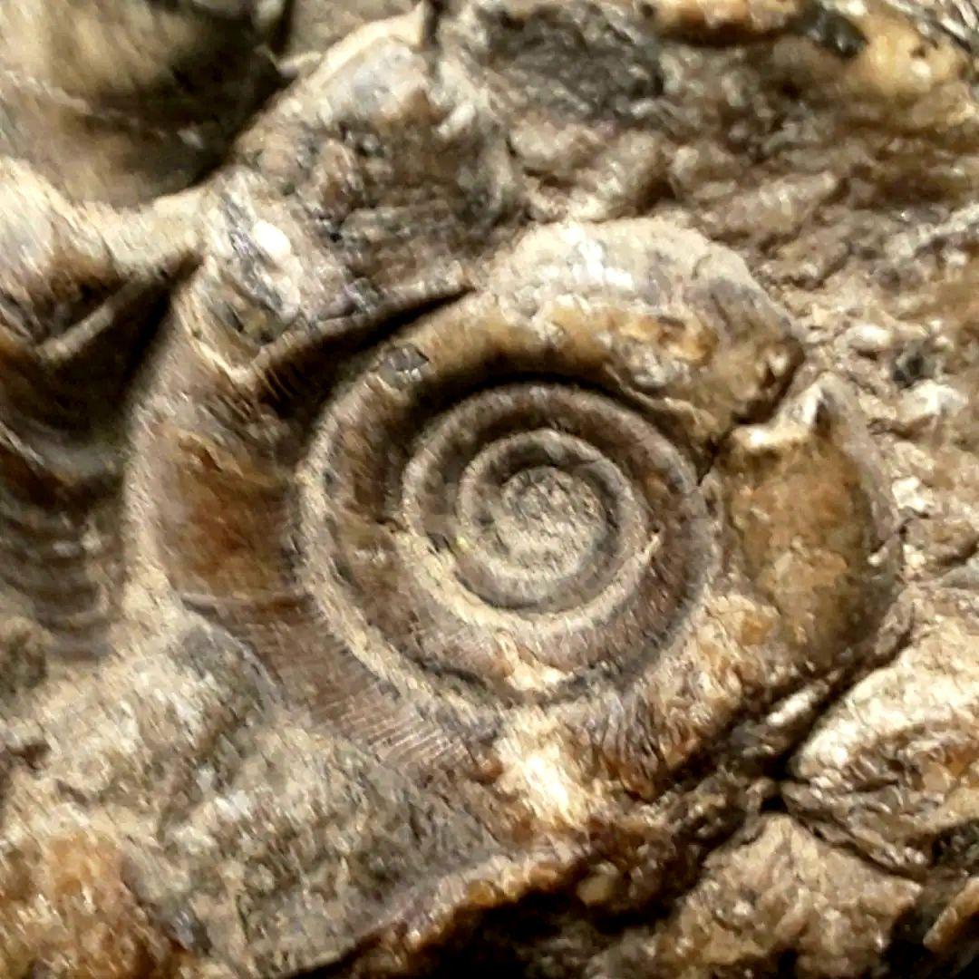 ⭐️ アンモナイトの塊 M-A