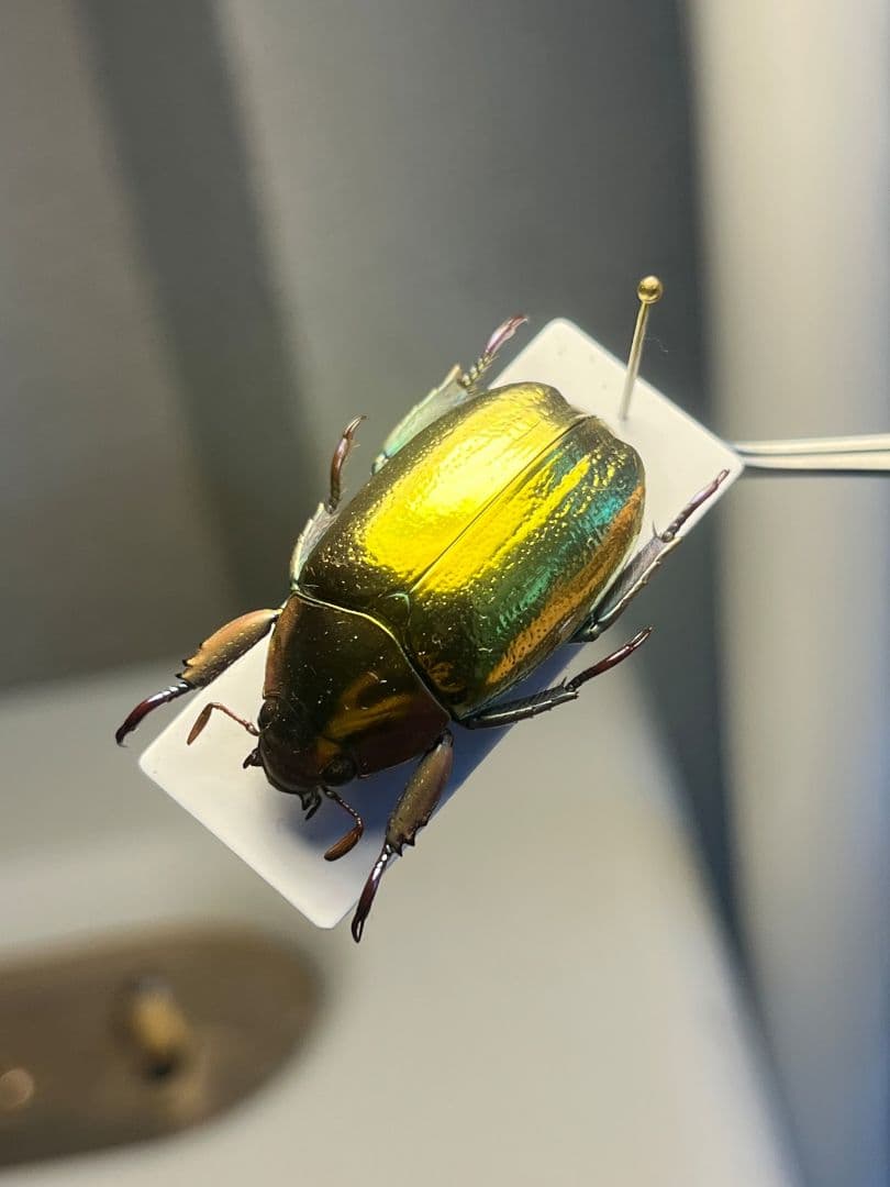 【27mm】アウリガンスプラチナコガネ 金色型 カナブン ウグイスコガネ 標本