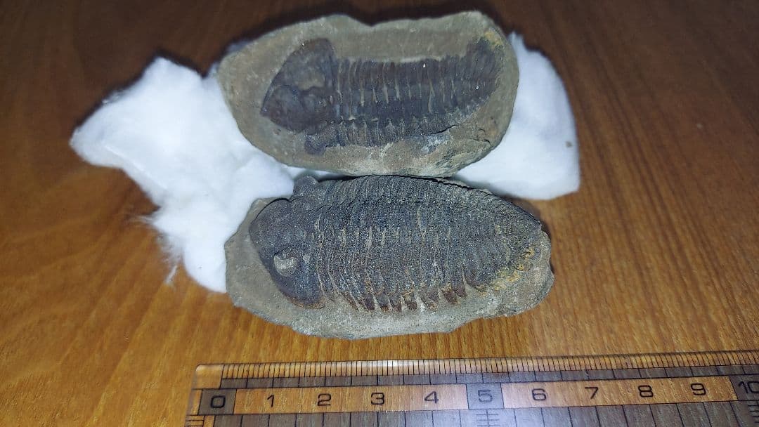 三葉虫　化石　大野コレクション