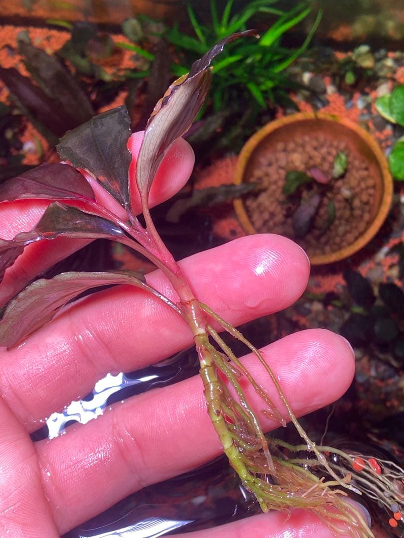 ブセファランドラsp. ブラウニー ディープパープル