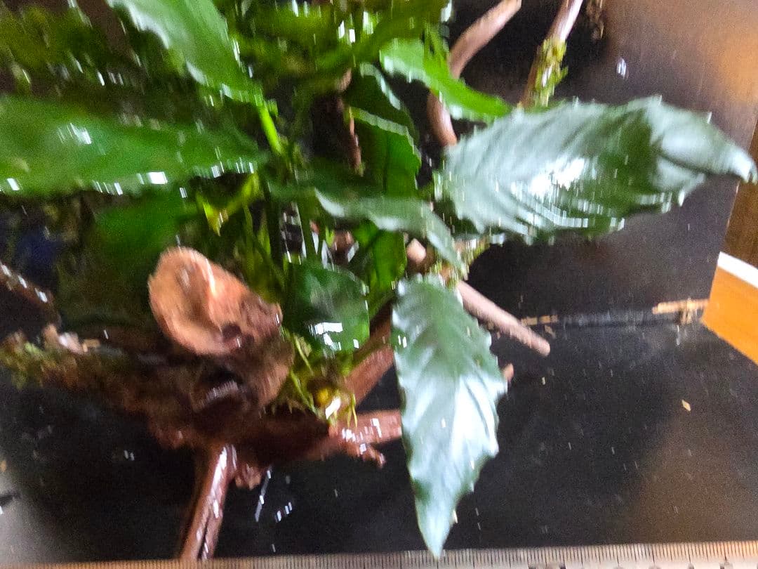 水草3種巻きブランチウッド大サイズ