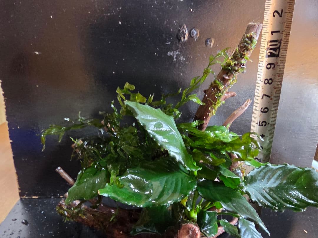 水草3種巻きブランチウッド大サイズ