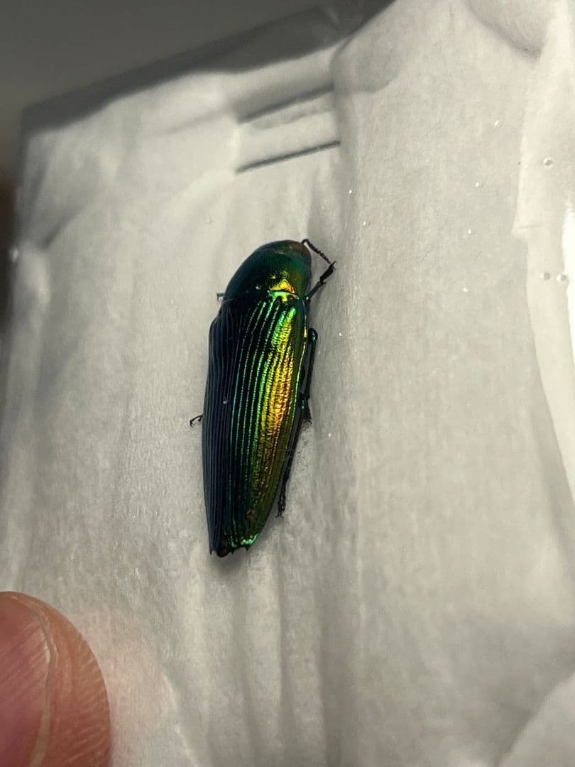 【国産青玉虫最高峰】アオタマムシ 昆虫標本 コブハムシ ハムシ スハンダエ