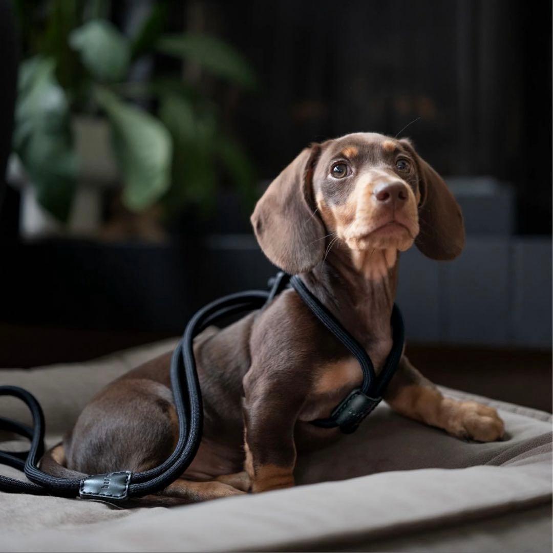 [boo'oh] リード一体型 Ray ハーネスハンズフリー ブラック Mサイズ