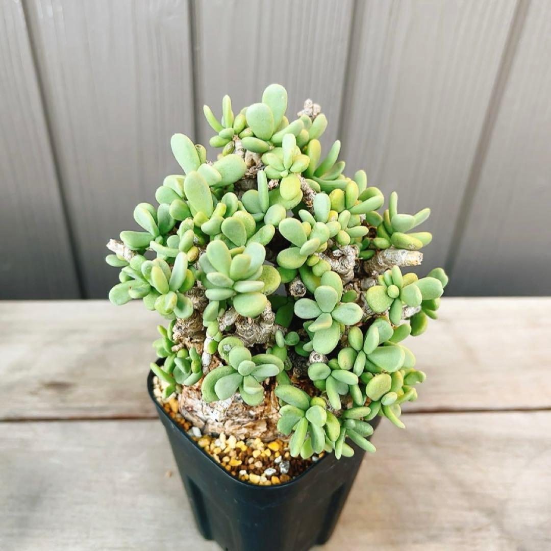 《期間限定販売❗️》『ケラリア　ピグマエア』　極美株　現地球　発根済 ポット発送